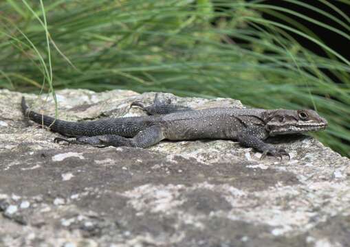 Image of Kashmir Rock Agama