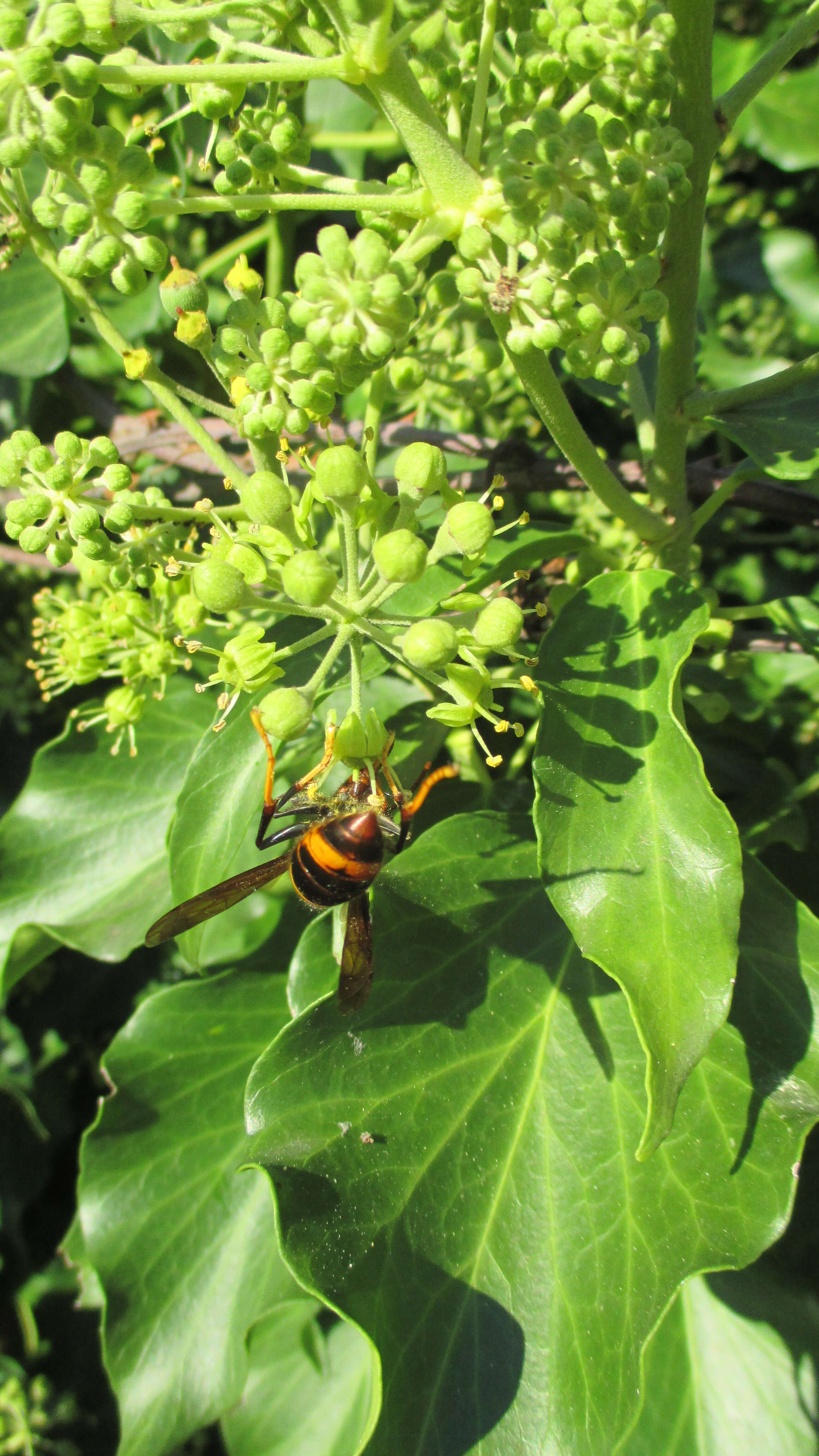 Image of Asian hornet