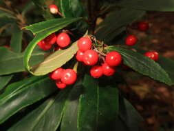 Plancia ëd Ardisia crispa (Thunb.) A. DC.