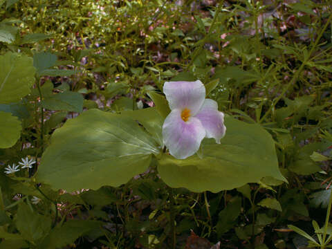 Imagem de Trillium grandiflorum (Michx.) Salisb.