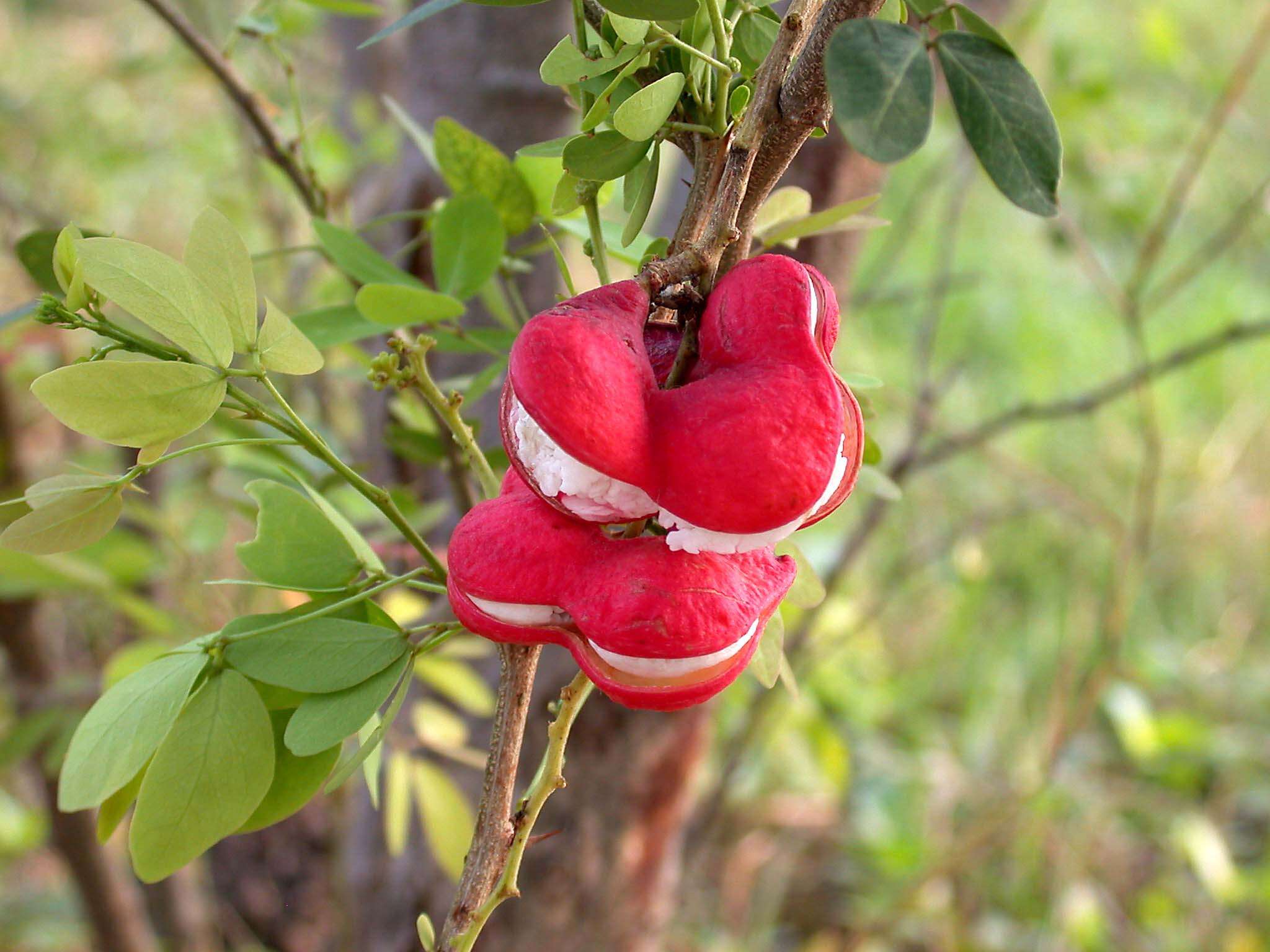 Plancia ëd Pithecellobium dulce (Roxb.) Benth.