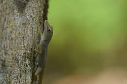 Image of Leopard Anole