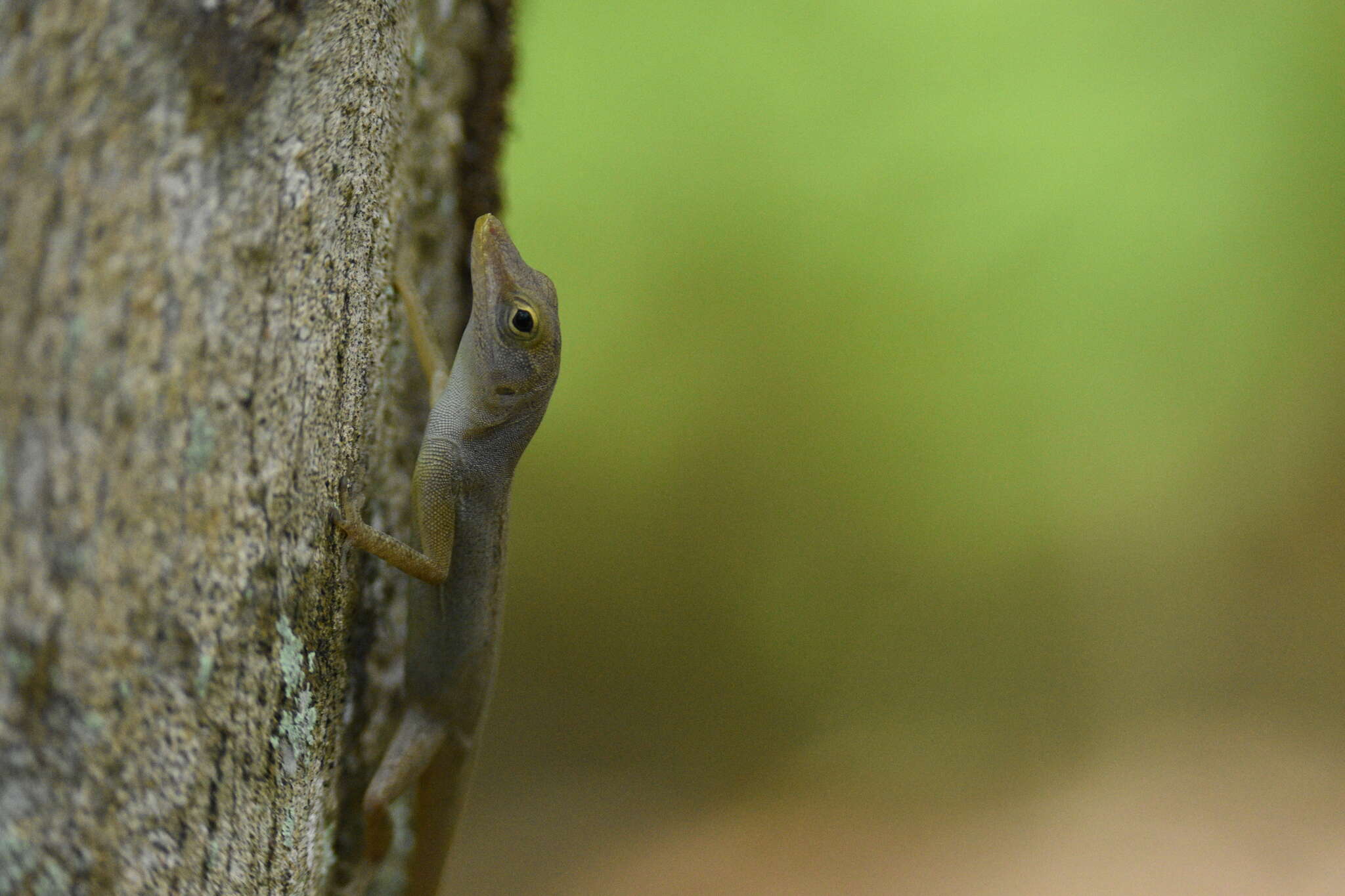 Image of Leopard Anole