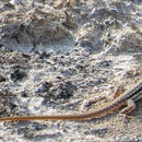 Image of Namaqua Sand Lizard