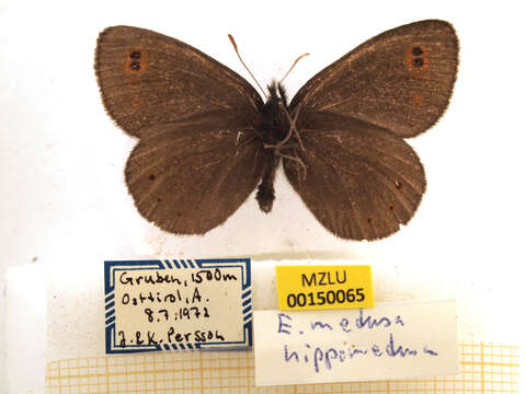 Image of woodland ringlet