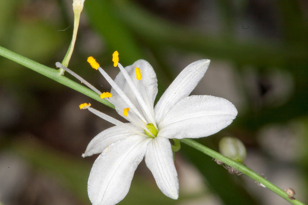 Image of <i>Anthericum ramosum</i>