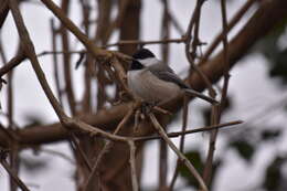 Image of Carolina Chickadee