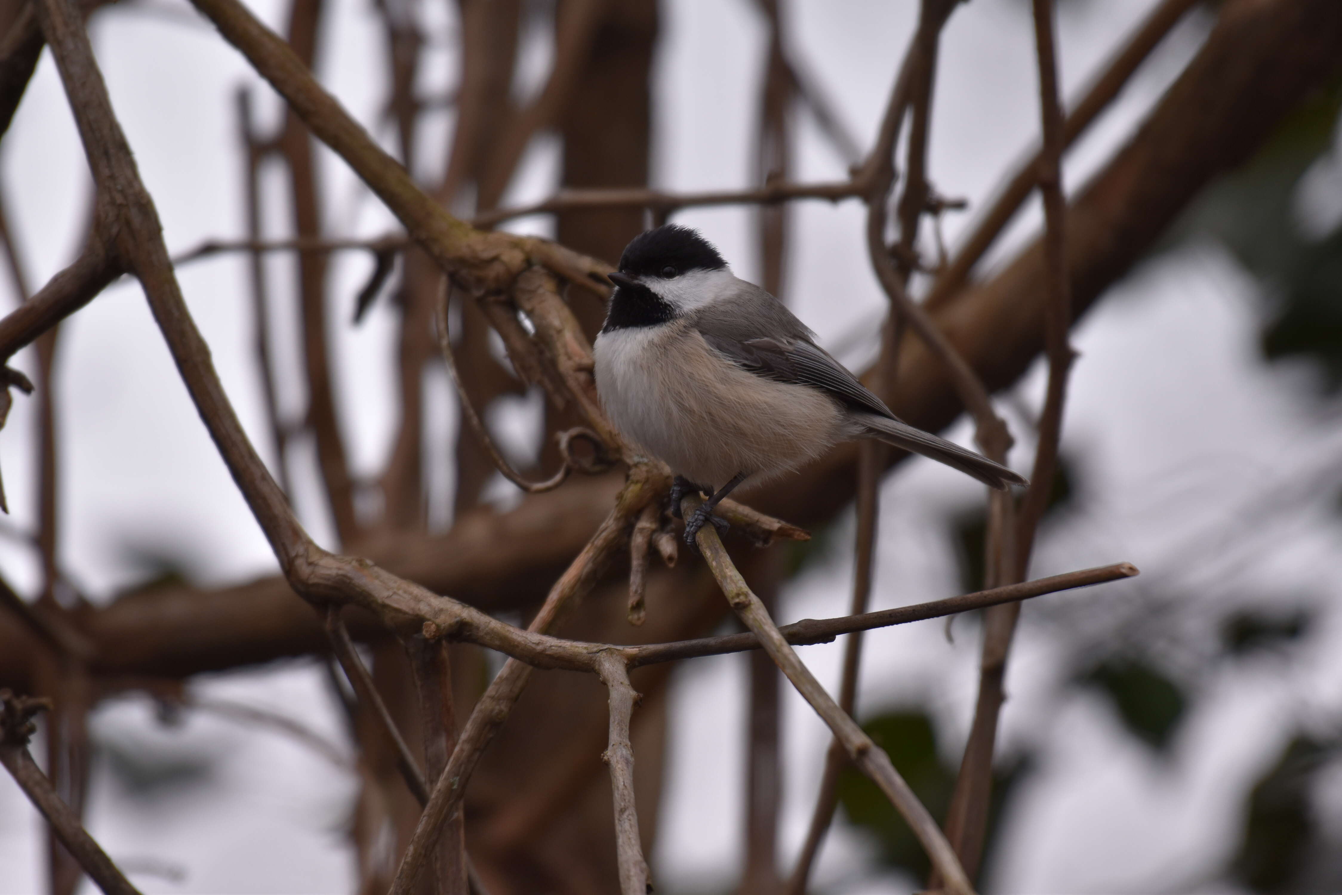 Image of Carolina Chickadee