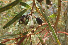 Слика од Eucalyptus sargentii Maiden