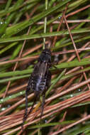 Image of Striped Ground Cricket