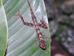 Image of Many-scaled Anole