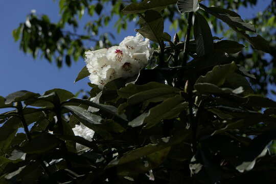 Imagem de Rhododendron grande Wight