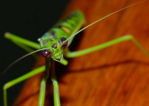 Image of African praying mantis