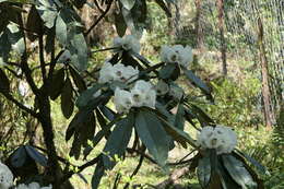 Imagem de Rhododendron grande Wight