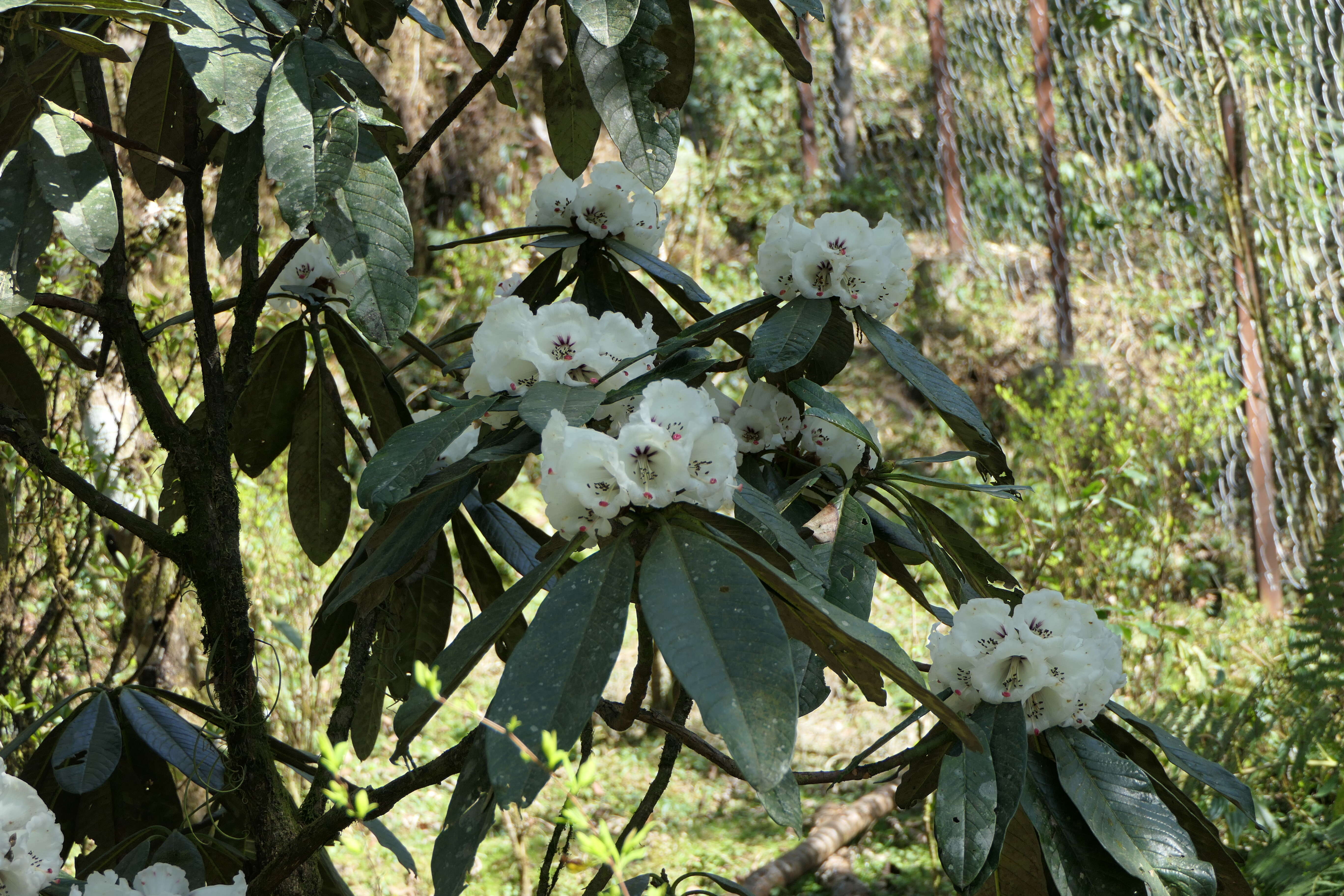 Image of Rhododendron grande Wight