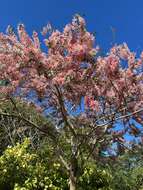 Image of Cassia bakeriana Craib