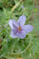 Imagem de Erodium laciniatum (Cav.) Willd.