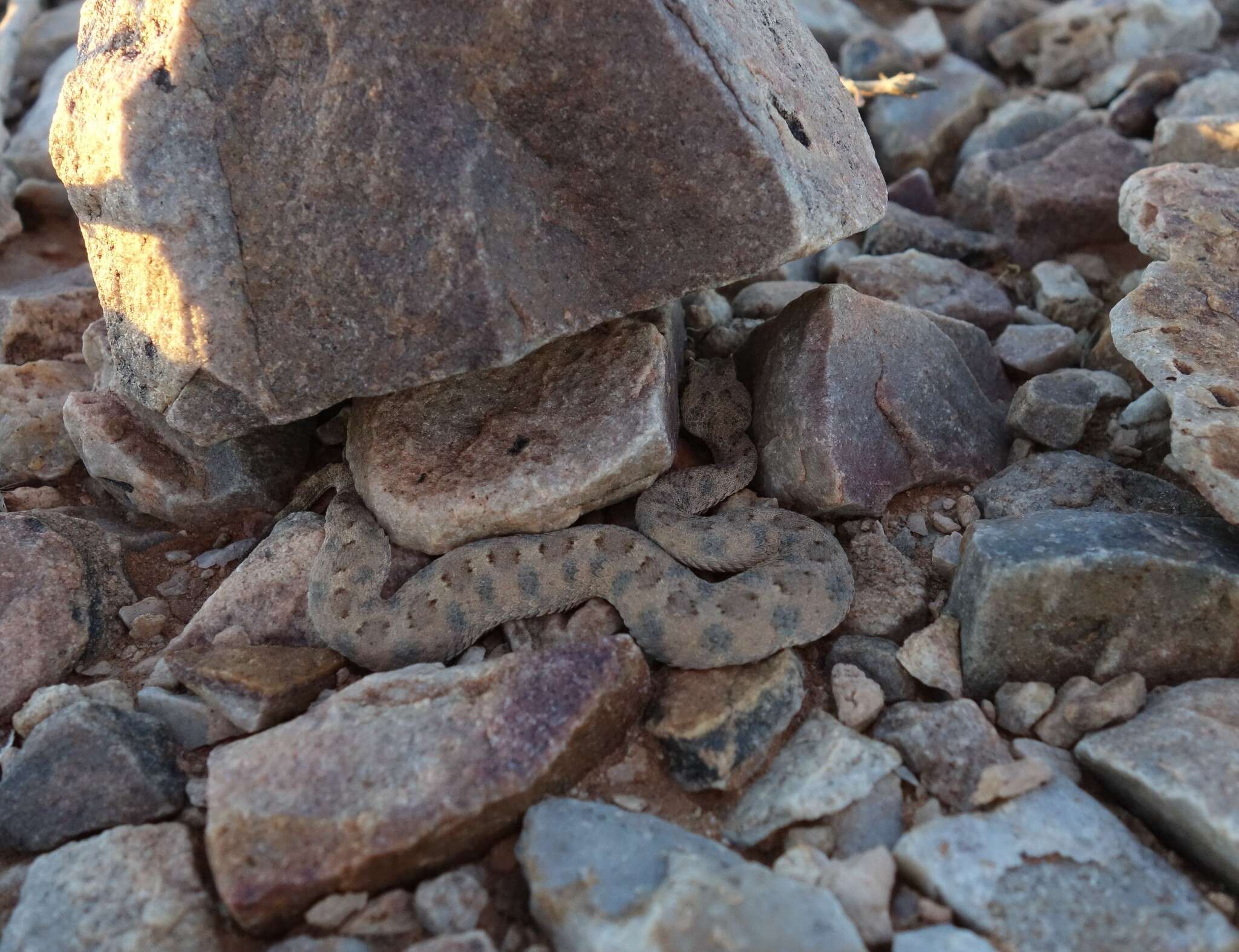 Image of Horned Adder