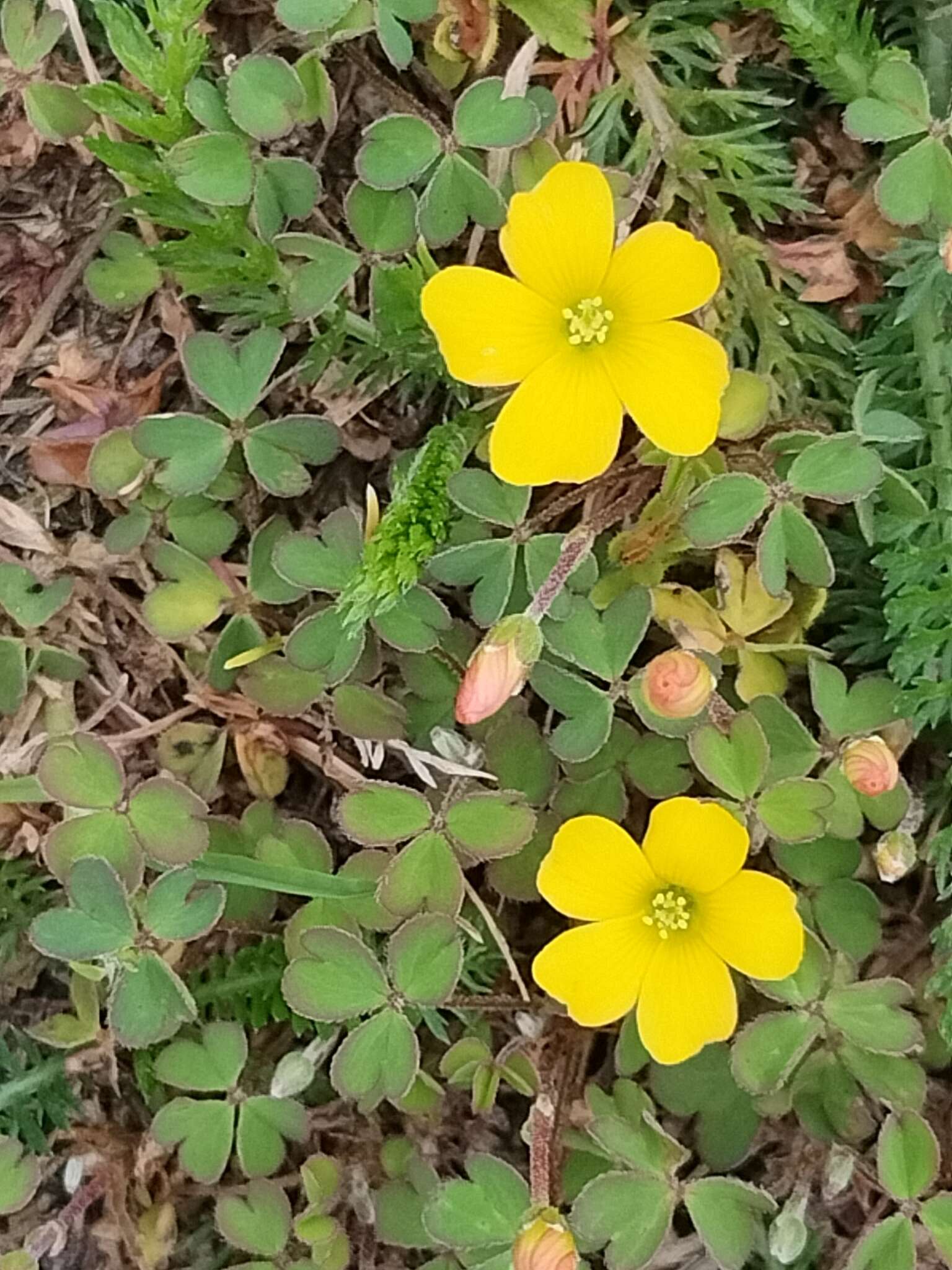 Image of shady woodsorrel