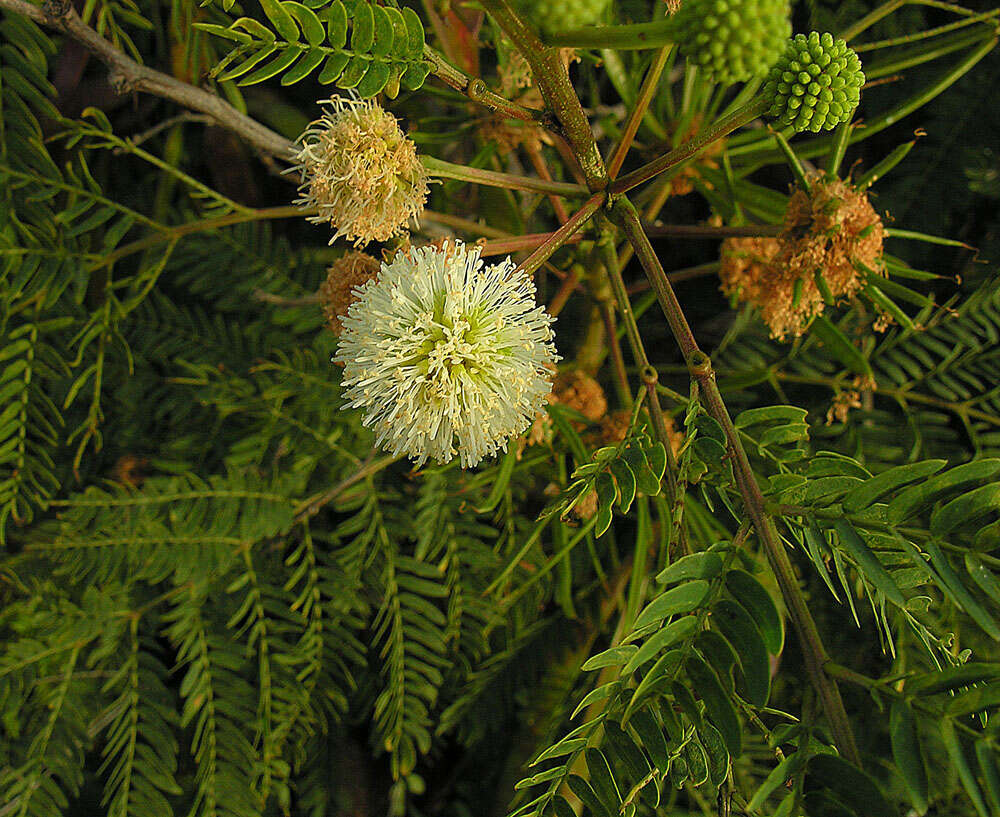 Plancia ëd Lysiloma divaricatum (Jacq.) J. F. Macbr.