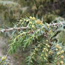 Image of <i>Juniperus oxycedrus macrocarpa</i>