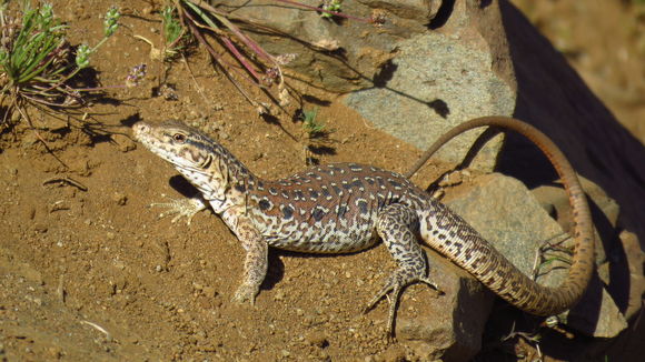 18.https www inaturalist org photos 2744931.580x360
