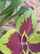 Image of common coleus