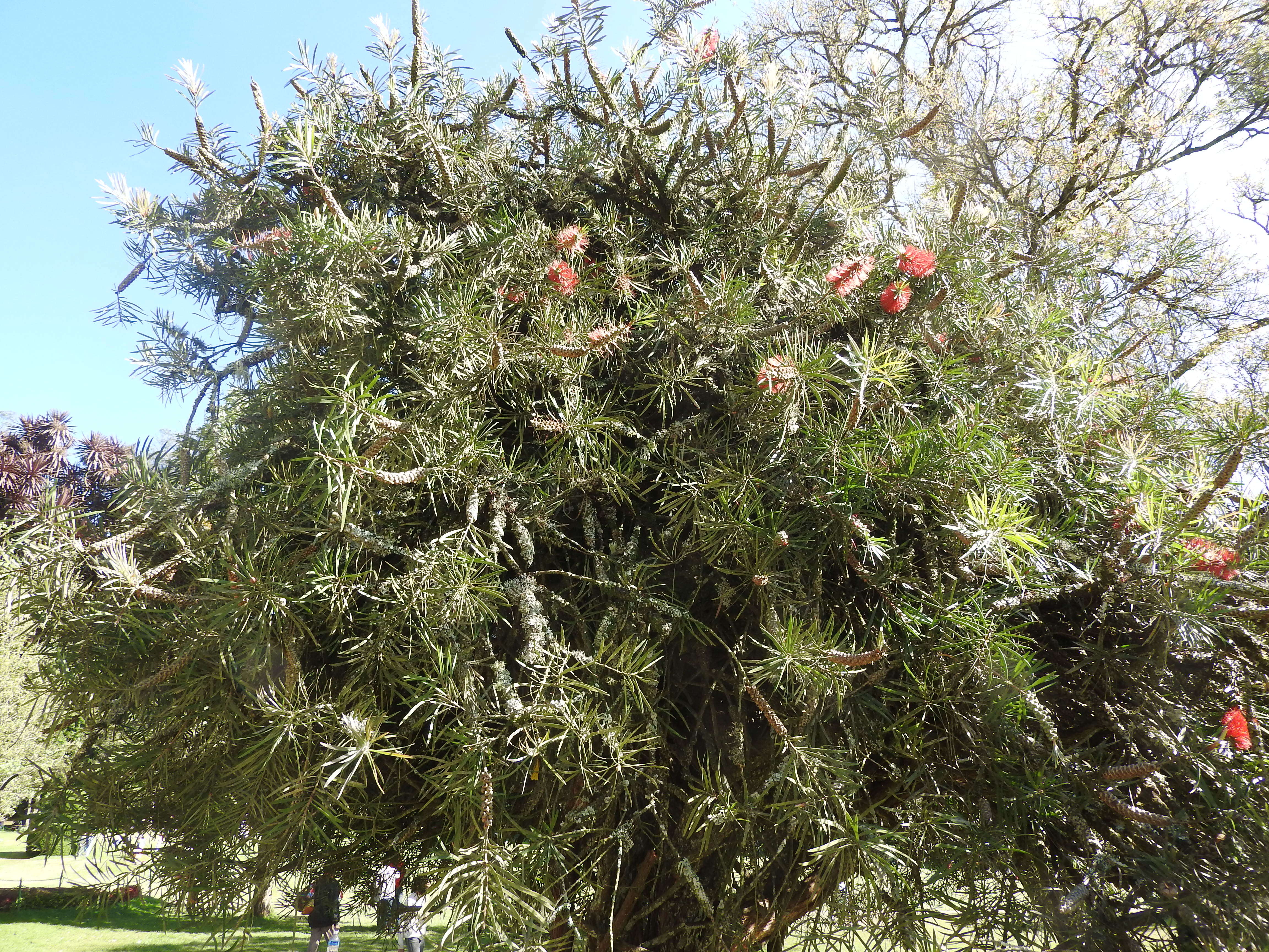 صورة Callistemon citrinus (Curtis) Skeels