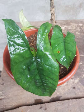 Image of Alocasia heterophylla (C. Presl) Merr.