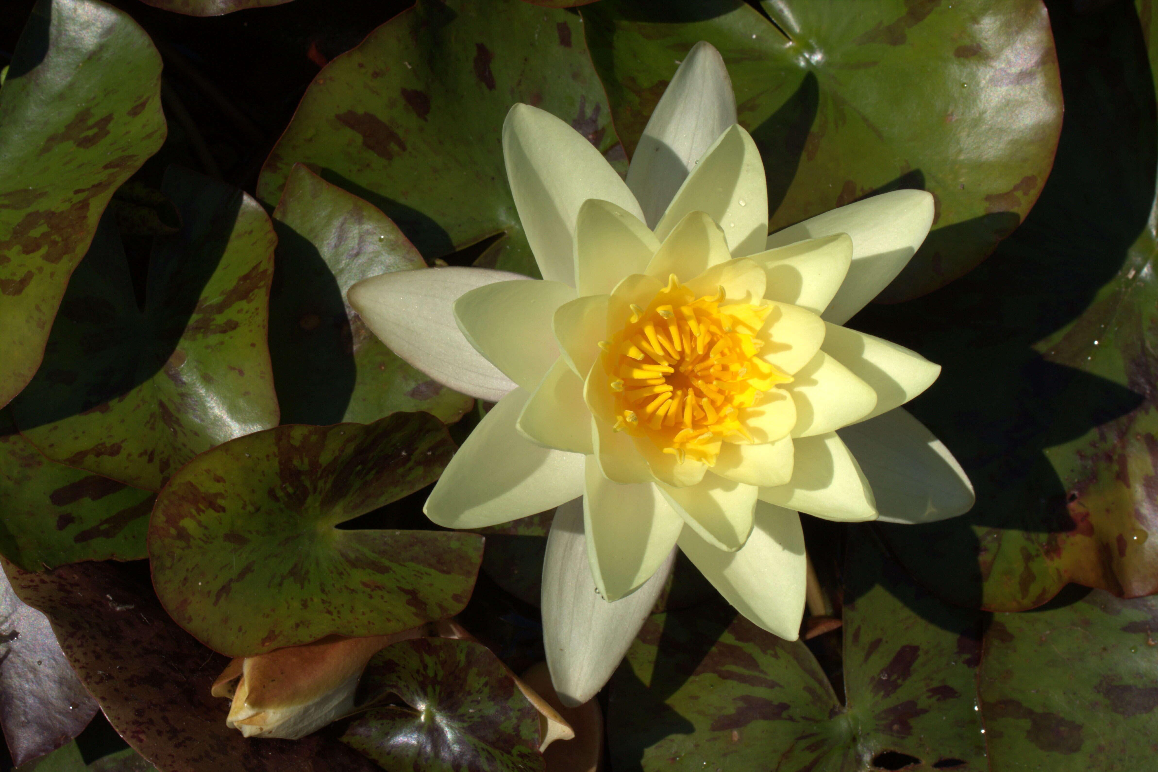 Image of waterlilies