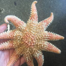 Image of Crossaster papposus (Linnaeus 1767)