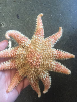 Image of Crossaster papposus (Linnaeus 1767)