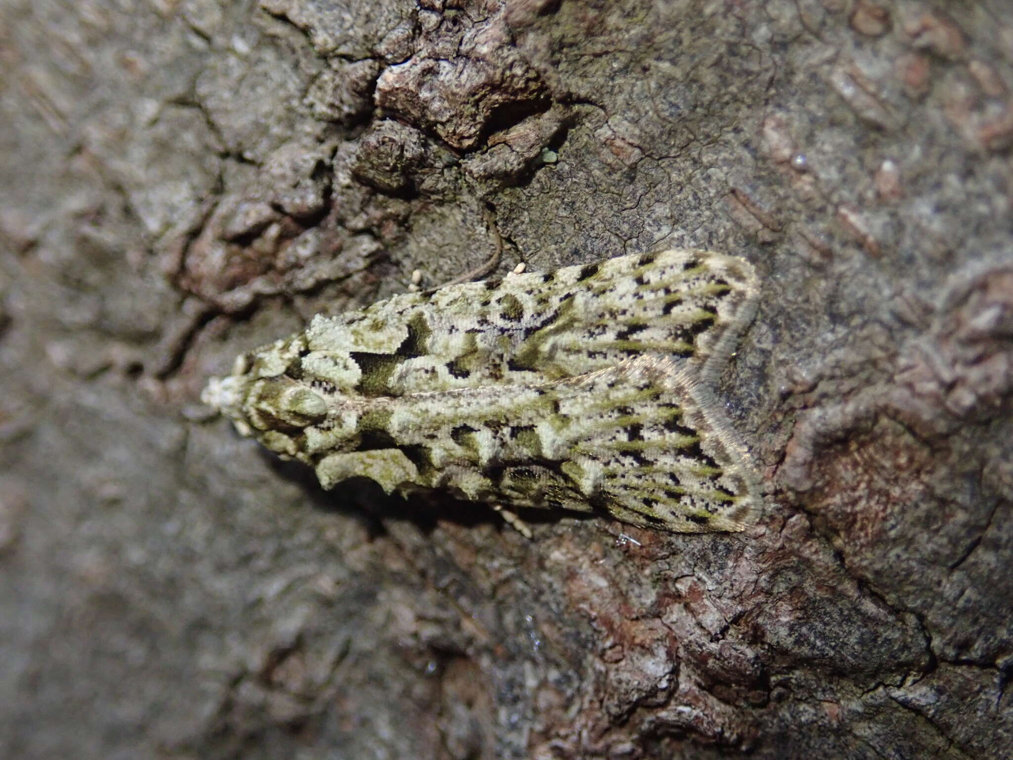 Image of Lichen Snoutlet