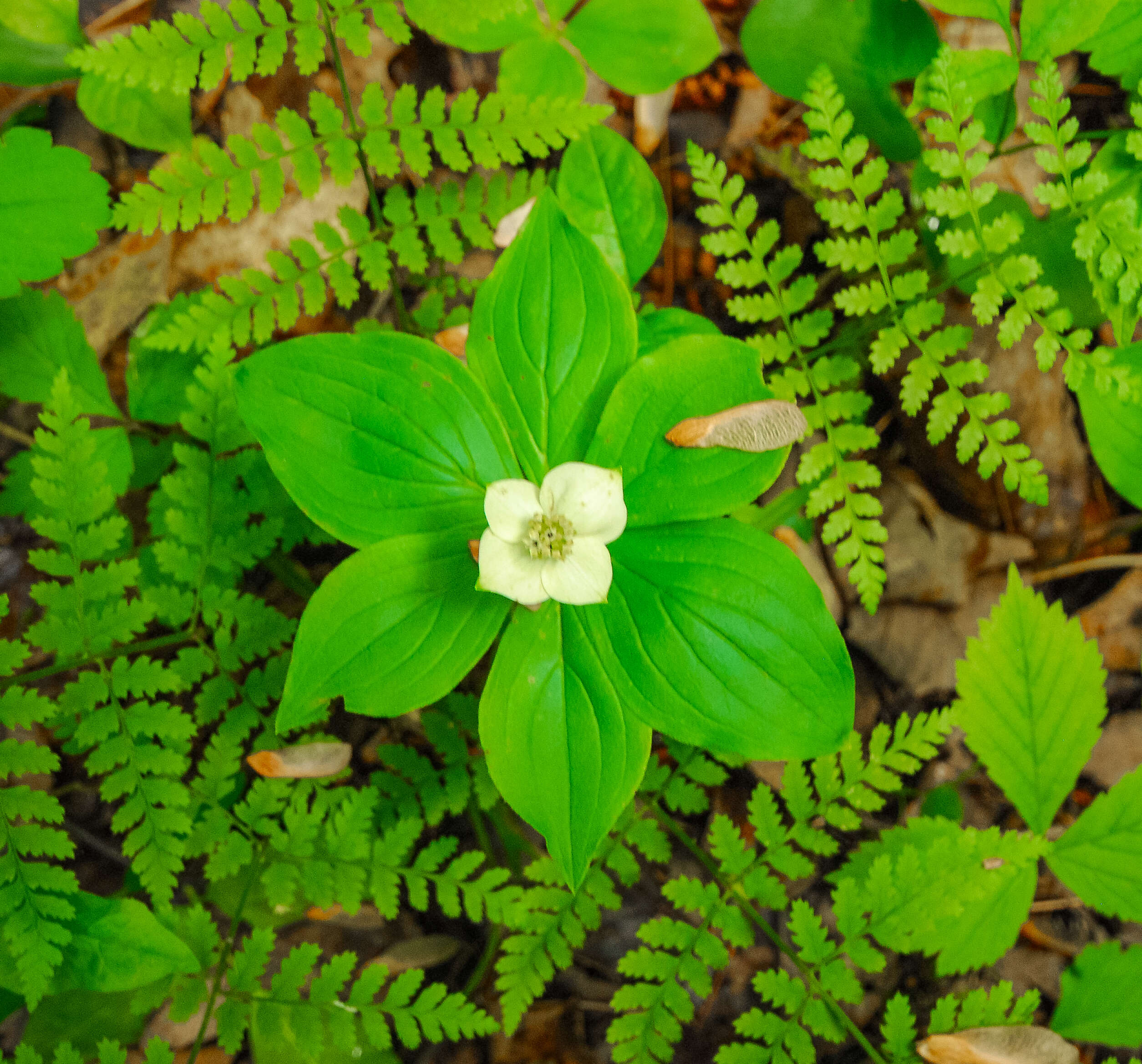 Image of bunchberry dogwood