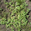 Image of <i>Isoetes melanopoda</i>