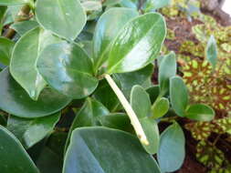 Image of spoonleaf peperomia