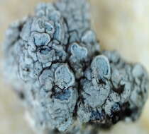 Lecanora rupicola (L.) Zahlbr. resmi