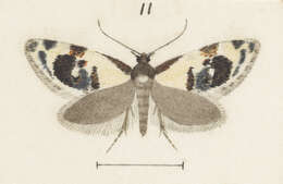 Image of Trachypepla leucoplanetis Meyrick 1884