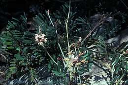 Image of Grevillea prostrata C. A. Gardner & George