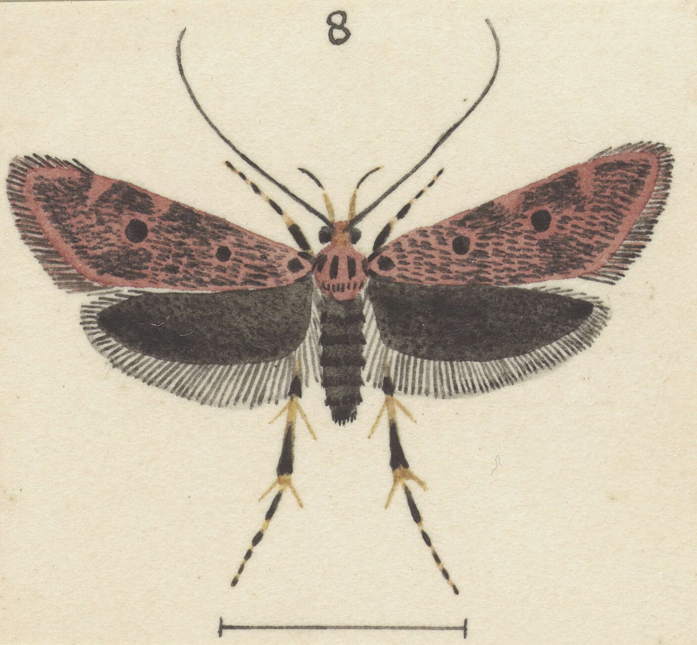 Image of Lathicrossa prophetica Meyrick 1927