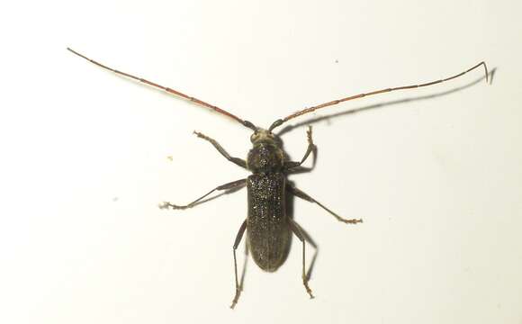 Image of Kulsi teak borer