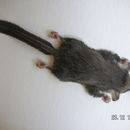Image of feathertail gliders and pygmy gliders