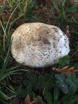 Image of <i>Agaricus bernardii</i>
