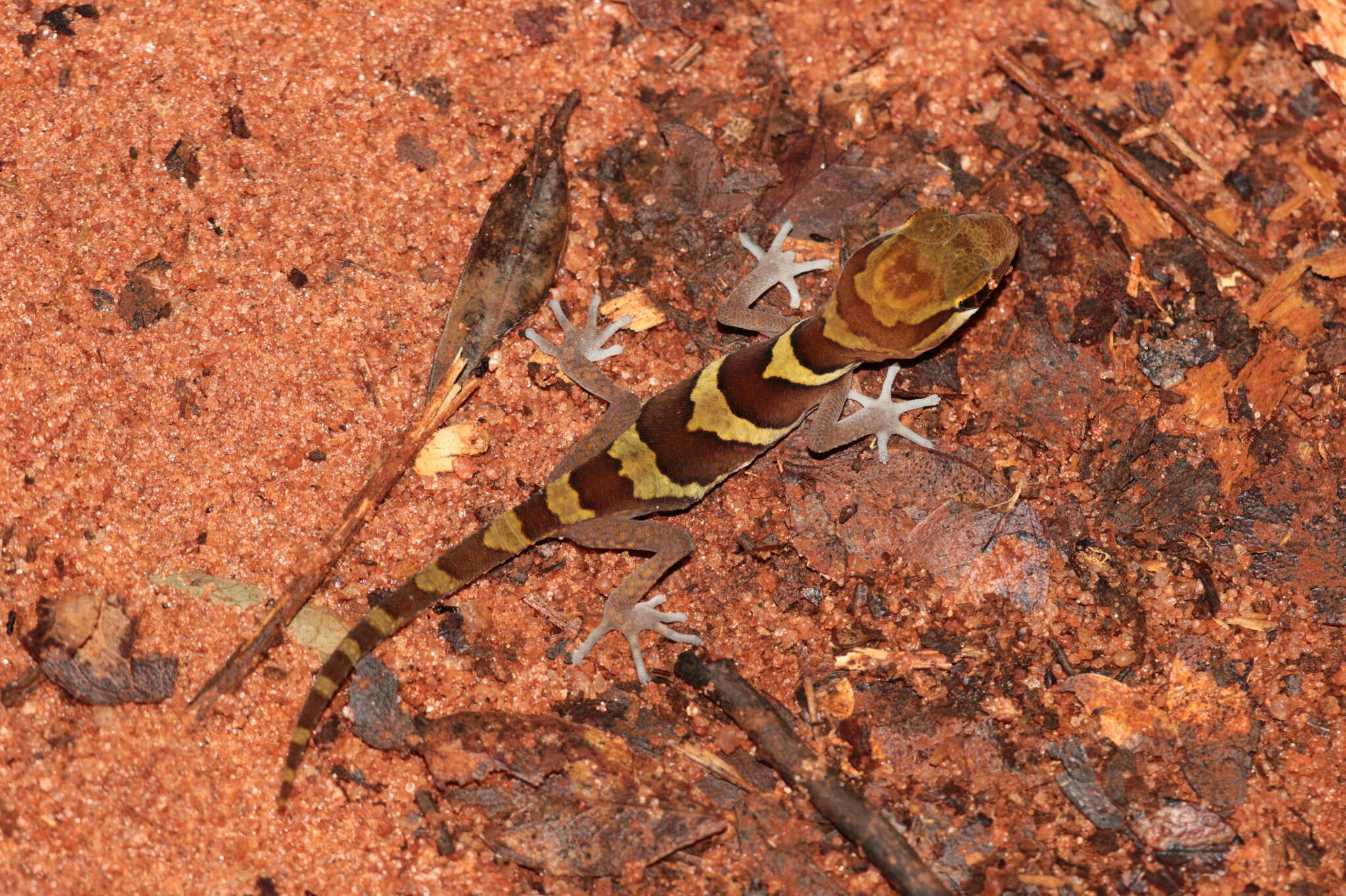 Image of Panther Gecko