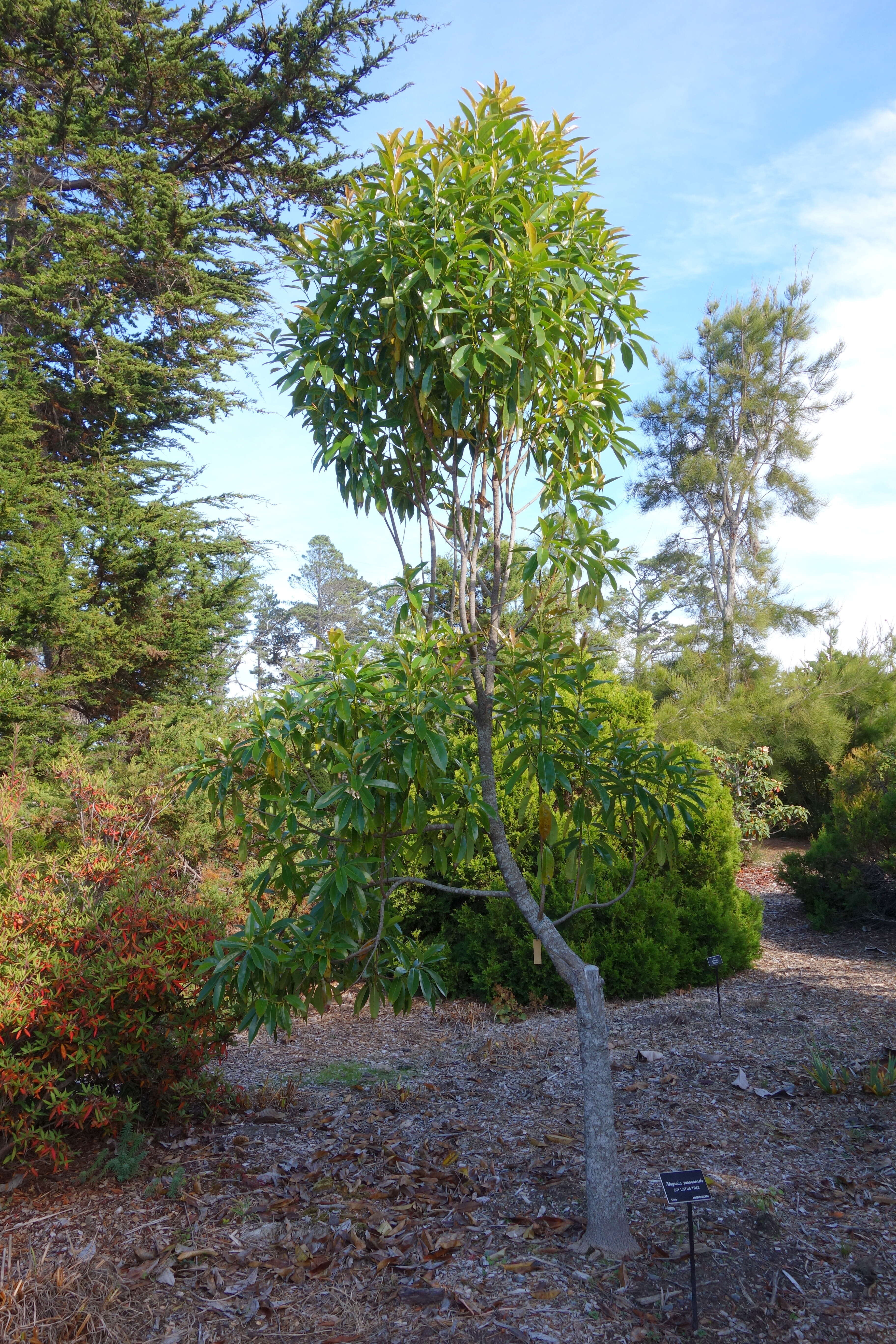 Image of Magnolia yunnanensis (Hu) Noot.