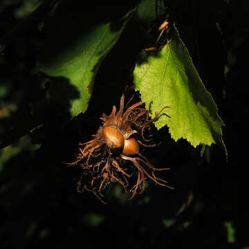 Imagem de Corylus colurna L.