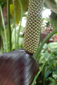 Image of Anthurium watermaliense L. H. Bailey & Nash