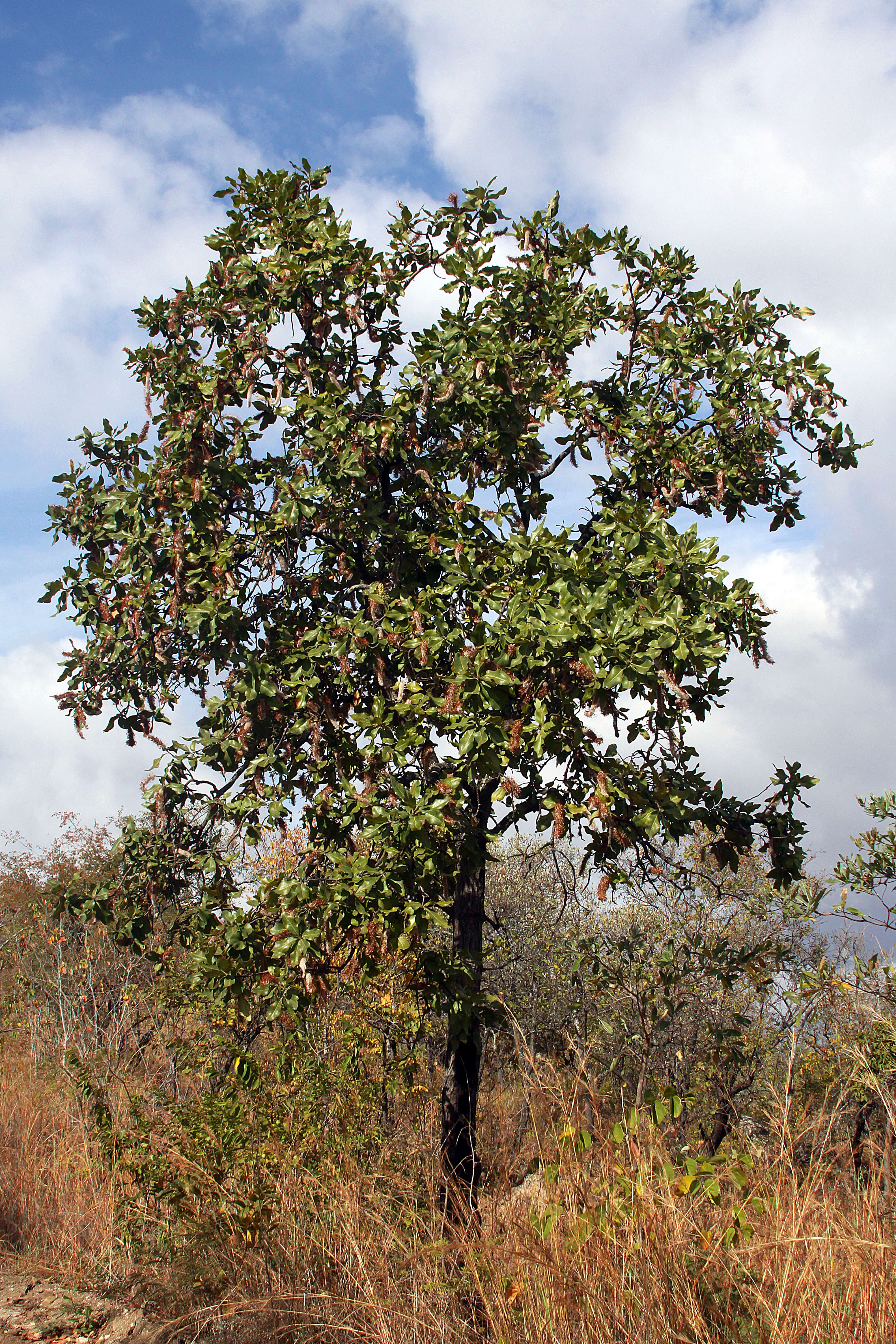 Image of Broad-leave beech