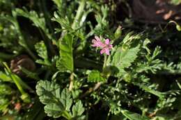 Image of Erodium chium (Burm. fil.) Willd.