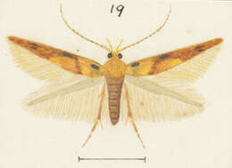 Image of Stathmopoda distincta Philpott 1923